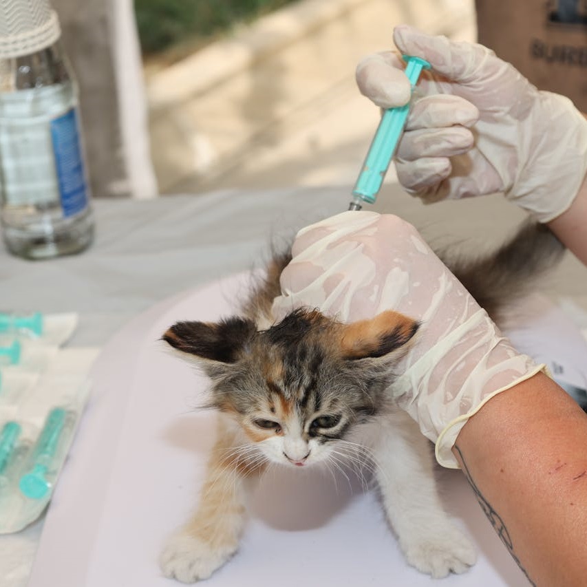 Pexels-Bild 333094316: eine neugeborene bunte Katze erhält ihre erste Impfung